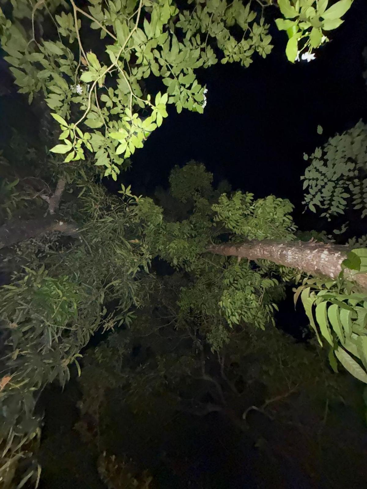 Marari Adonis Beach Villa Mararikulam Eksteriør bilde